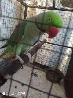 raw male perrot 0