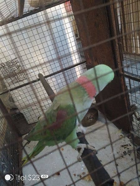 raw male perrot 1