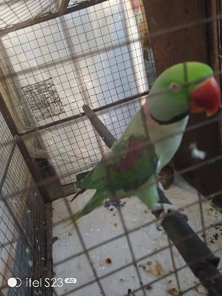 raw male perrot 3