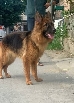 Long coat German shepherd adult female