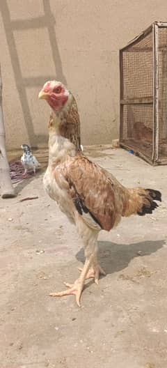 Aseel setup for sale/Aseel murga/Aseel Murgi/Aseel Chicks/Hen for sale