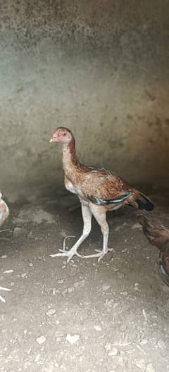 Heera Father/Aseel Chicks/Aseel Murgi/Aseel Chicks/Hen for sale