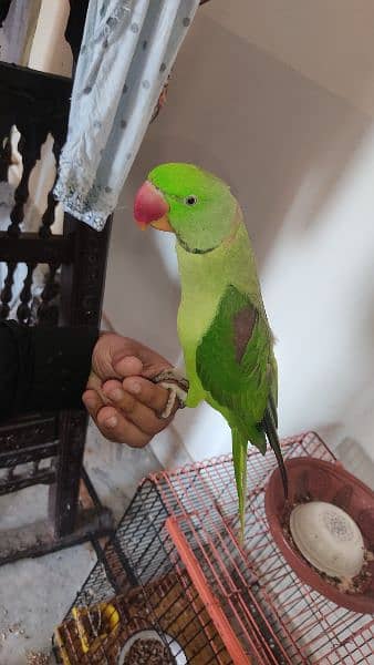 Raw Parrot male Hand tame Talking Bird