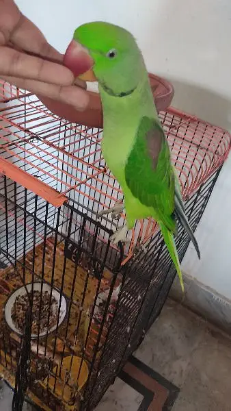 Raw Parrot male Hand tame Talking Bird — photo 2