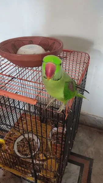 Raw Parrot male Hand tame Talking Bird — photo 3