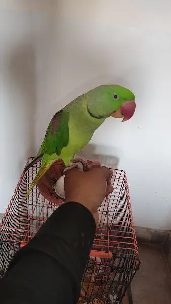 Raw Parrot male Hand tame Talking Bird — photo 4