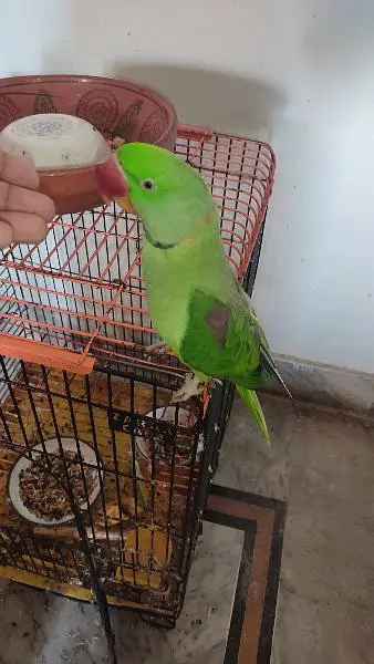 Raw Parrot male Hand tame Talking Bird — photo 5