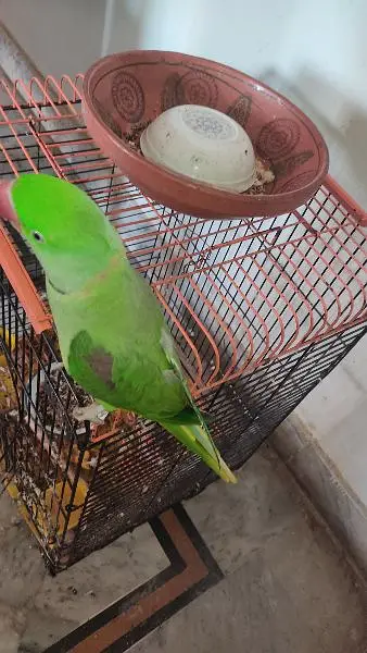 Raw Parrot male Hand tame Talking Bird — photo 6