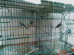 birds with cage