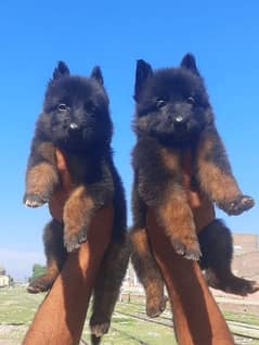 Proper long coat German Shepherd male and female age 2 month for sale