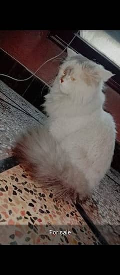 pure Persian for sale