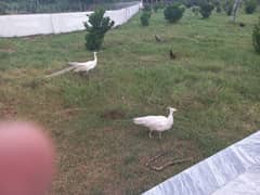 whait peacock pair for sell 0