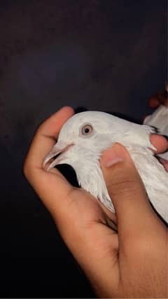 pigeon male and female pair