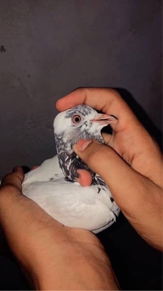 pigeon male and female pair 2