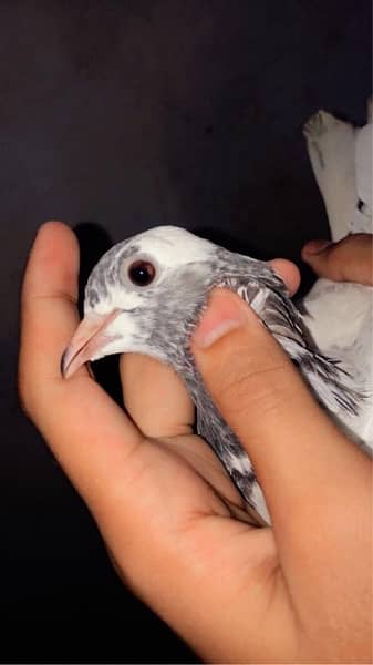 pigeon male and female pair 3