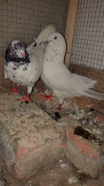 pigeon male and female pair 5