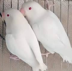 Love birds & Cockateil for sale 0