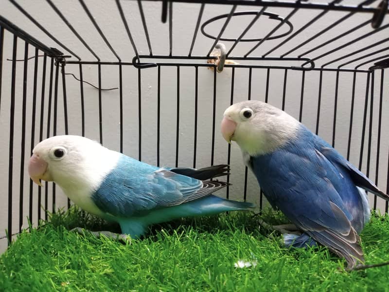 Love birds & Cockateil for sale 1