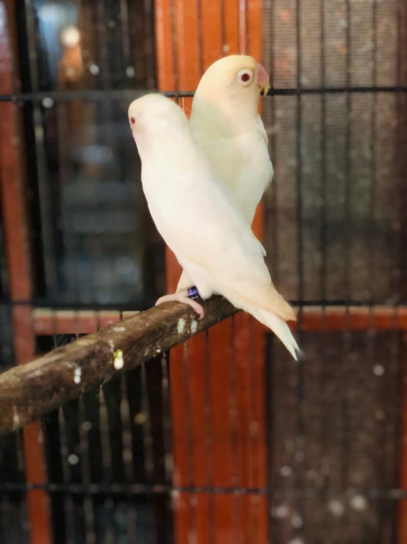 Love birds & Cockateil for sale 3