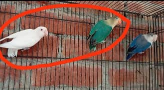 Love birds Breeder pair Albino Red X Parblu INO