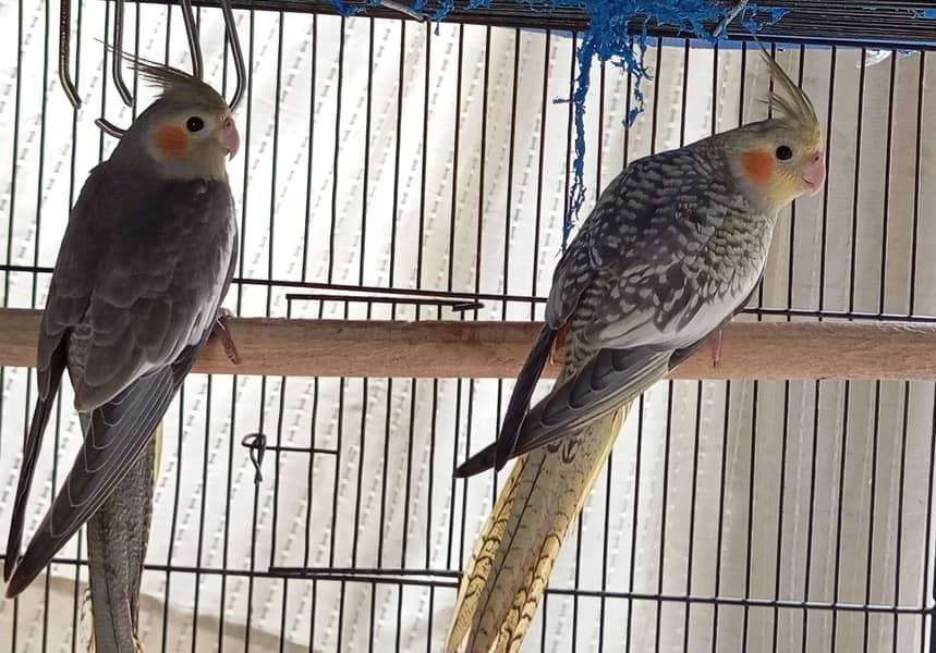 Love birds & Cockateil for sale 5