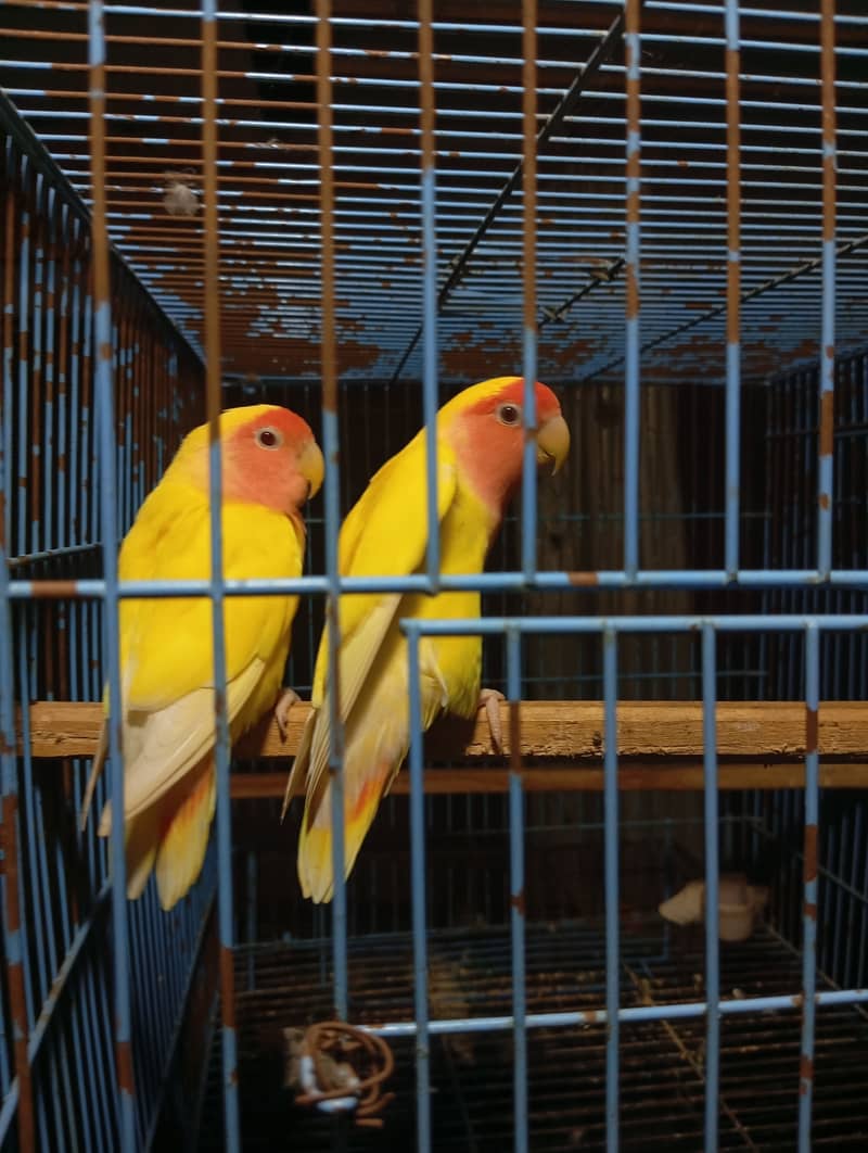 Love birds & Cockateil for sale 6