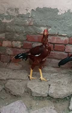 Aseel murgha and chicks Mianwali