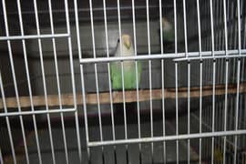 Charming Lovebirds for Sale