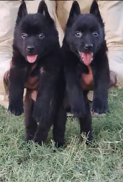 German Shepherd black male and female show class Age 2 months for sale