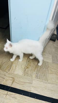 Persian Cat