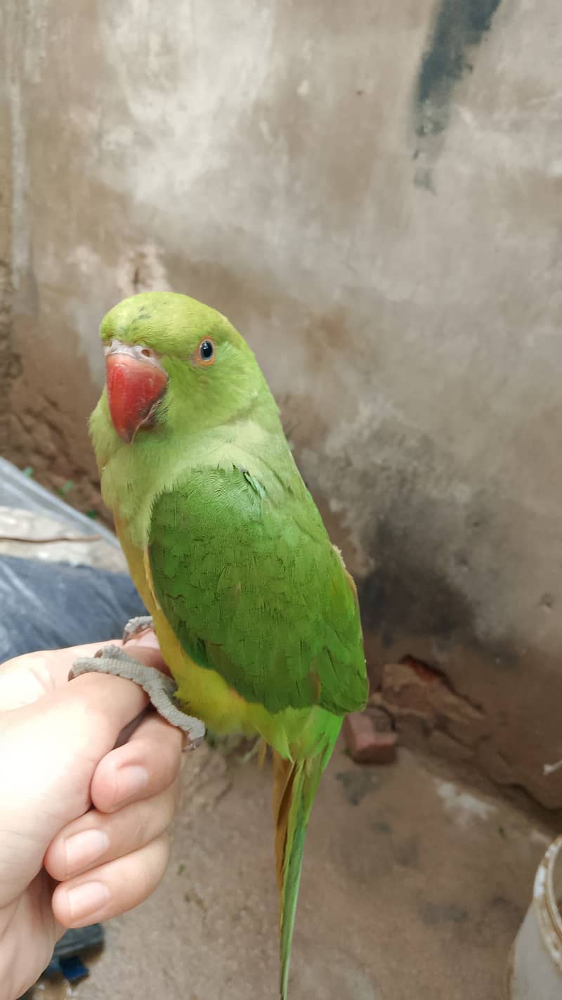 ring nack full hand tam perrot 1