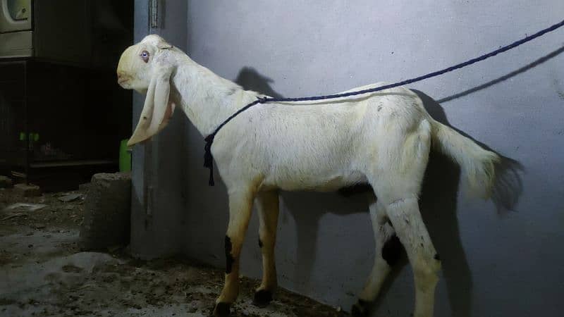 beautiful donda Bakra for sale 2