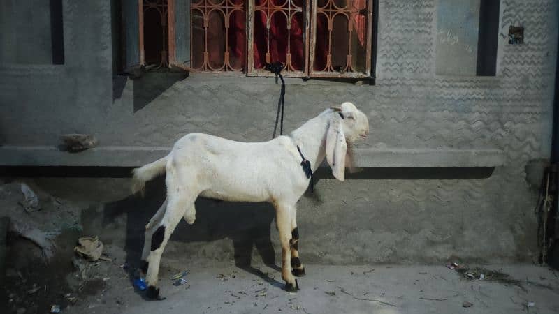 beautiful donda Bakra for sale 3