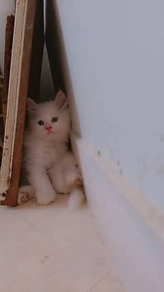 White Persian Triple Coat Male (high quality)