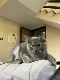 Semi persian male cat