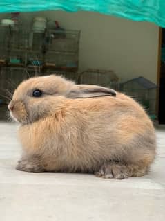 fancy rabbit baby (age :1 month)