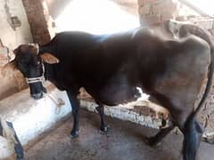 cow for sale with 2 wachi 22 month ND 8 monthe cow dubara goban hy