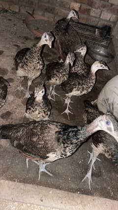 Female Peacocks available | 2+1 on high demand