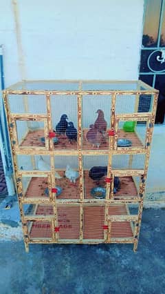 4 jori pigeons