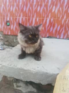 persian cat 3 months