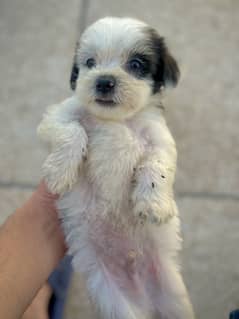 shihtzu