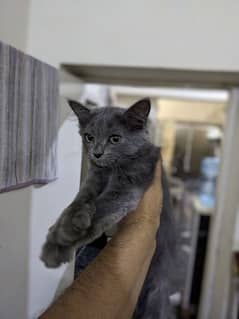 Persian Grey Cat