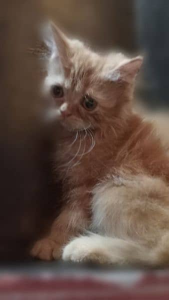 persian kittens  age 2 month brown color and fawn color 5