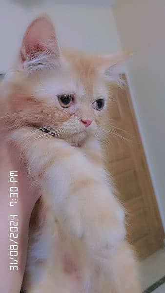 persian kittens  age 2 month brown color and fawn color 8