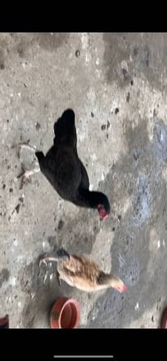 desi nd aseel mix hens available