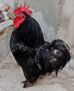 bentum male Hen for sale cheap price