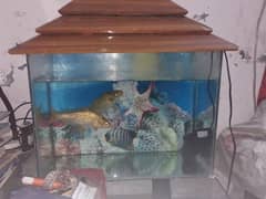 aquarium and pump for sale lush condition urgent sale