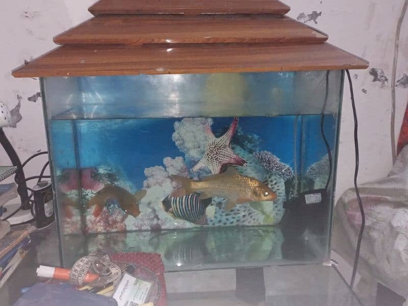 aquarium and pump for sale lush condition urgent sale 2