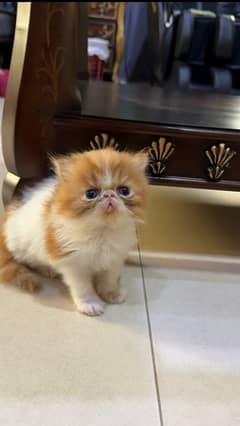 Persian kittens Soft / Playful /  Perfect / triple coated / Cat