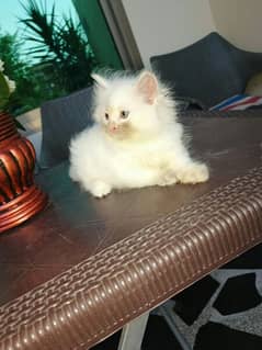 persian kittens